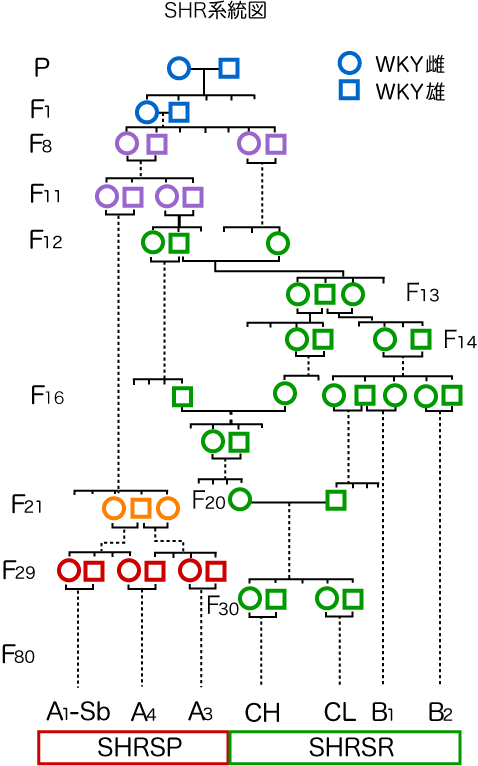 系統図